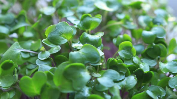 Fresh micro green seedlings. Growing micro green for a healthy diet. close-up of micro greenery