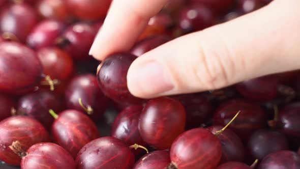 Close Up Rotating Shot of Red Gooseberry Harvest. Healthy Lifestyle and Eating. Vegan Food