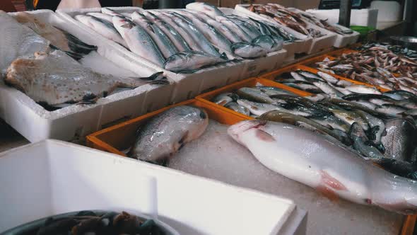 Fresh Sea Fish in Ice on the Counter of Seafood Market. Fish Sold on the Street.