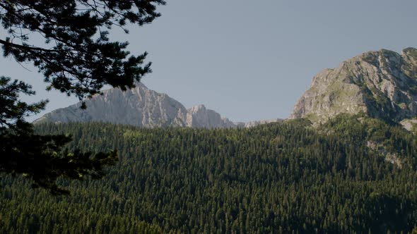 View on beautiful mountains and fir forest Durmitor National Park. Zabljak. Montenegro