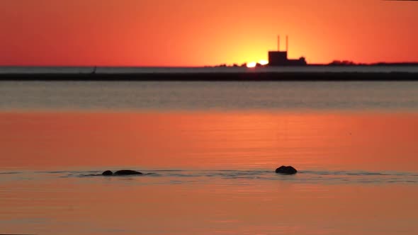 Birds swimming in sunset, power plant in background