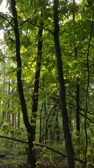 Vertical Video of Trees in the Forest in Autumn