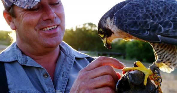 Man feeding falcon eagle on his hand