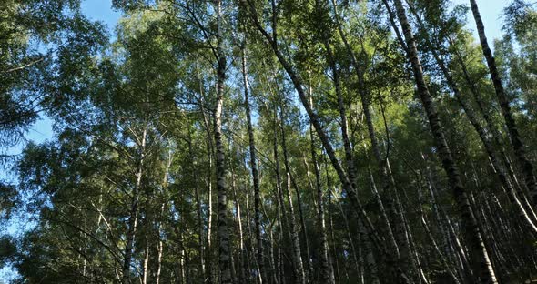 Birch forest near Le Plan de Monfort, the Cevennes National park, Lozere department, France