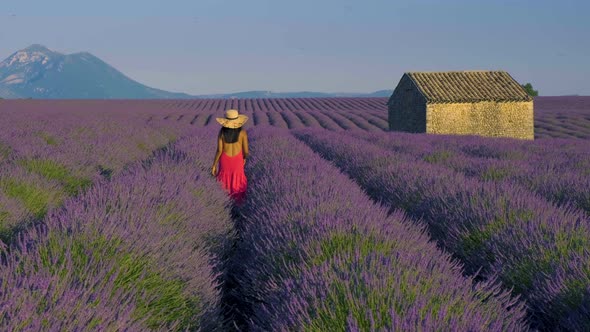 Provence Lavender Field at Sunset Valensole Plateau Provence France Blooming Lavender Fields