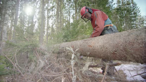 HANDHELD - Cutting the stem into lengths ready for the saw mill, Sweden