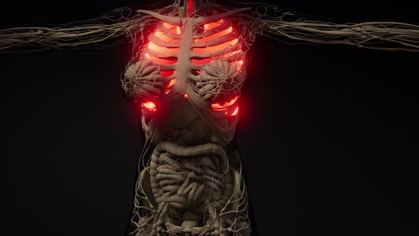 Human Lungs Radiology Exam alt