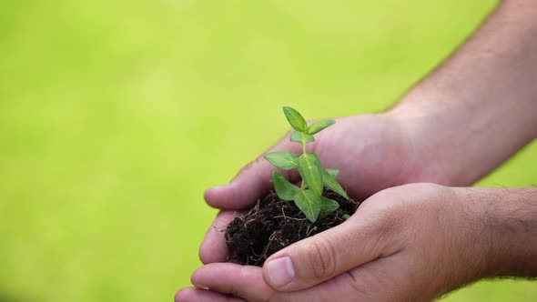 Holding Green Plant in Hands 73