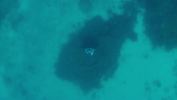 Large chevron mantaray hangs still above a cleaning station underwater, aerial