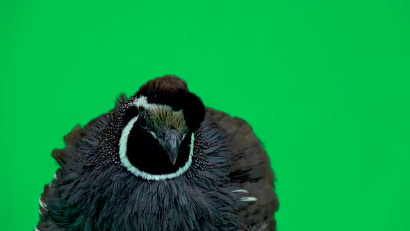 California Quail on a Green Screen. Close Up