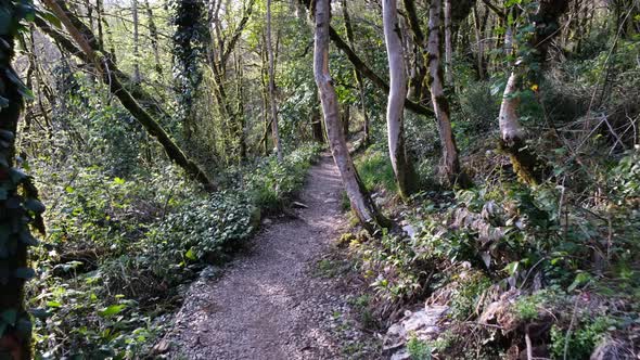 Hiking trail through beautiful green forest