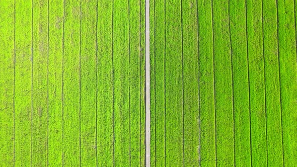 Aerial view of agriculture in rice fields for cultivation. Natural texture