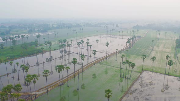 Aerial view of Dong Tan trees in green rice field in national park at sunset in Sam Khok district