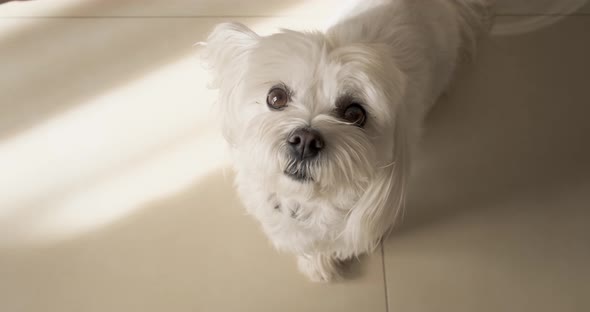 Maltese dog looking in camera.