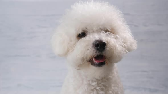 Portrait of a Dog Breed Bichon Frize