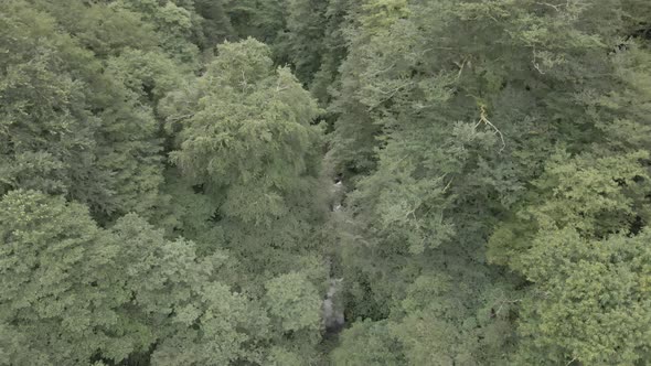 Mtirala National Park from drone, Adjara, Georgia. Flying over subtropical mountain forest