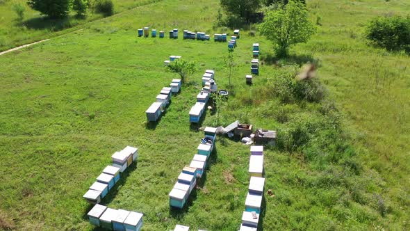 Rows of beehives in nature. Wooden hives on green grass in summer. 