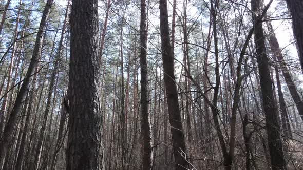 Trees in a Pine Forest During the Day Aerial View