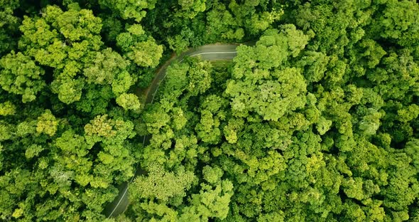 Rotating aerial view of a road winding through the rainforest.