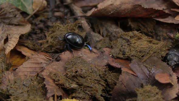 Dung beetle crawling over fresh feces and leaves, close up static shot