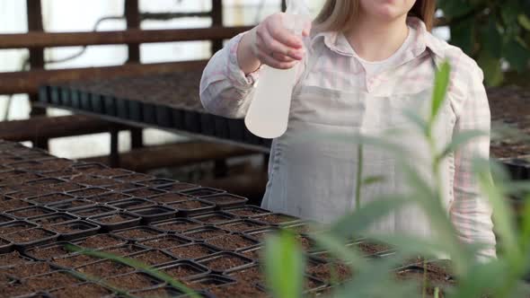 Woman Sprays Pots with Earth in Which Seedlings Grow with Water From a Spray Gun