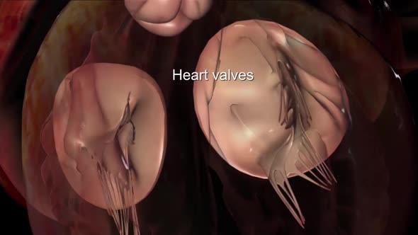 Your heart has four valves between its four chambers that keep blood flowing in the right direction.