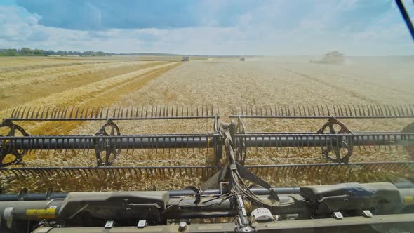 Harvesting wheat field. Harvesting machine working in the field