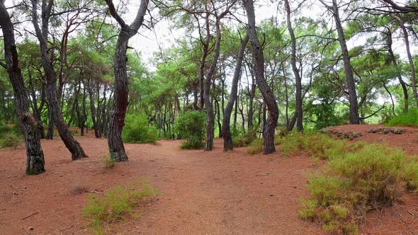 Forest Walking (4K)