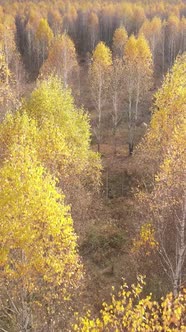 Vertical Video of Trees in the Forest Slow Motion