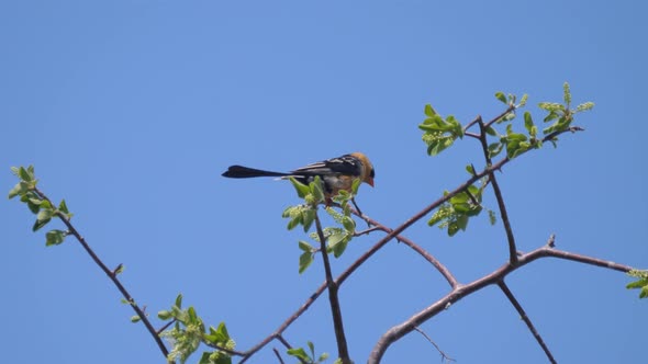 Pin-tailed whydah on a tree branch