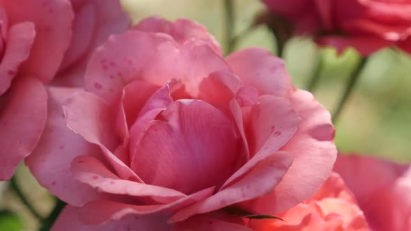 Pink roses hiden in shadow of the vegetation  garden close-up 4K 2160 30fps UltraHD footage - Rosace