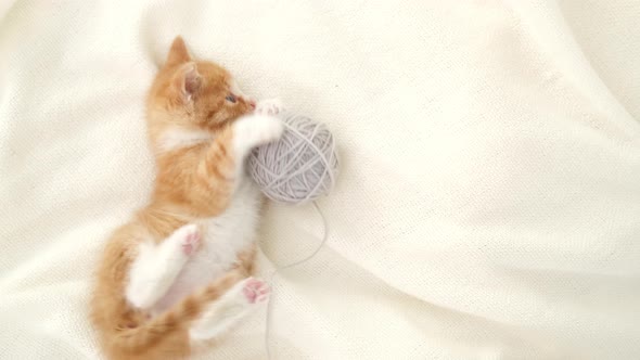 Striped Red Ginger Domestic Kitten Playing Home