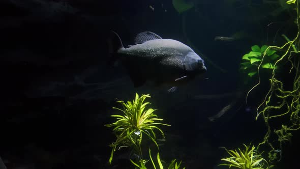 Close Up Footage of Underwater Tropical Fishes