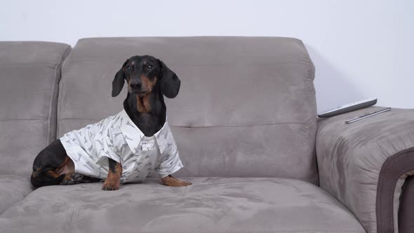 A Cute Beautiful Dachshund in a White Shirt Sits on the Sofa in the House Looks Around