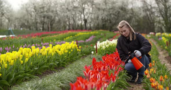 Tulips Plantation Flowers Production Gardener Spraying Water on the Tulips at Farm