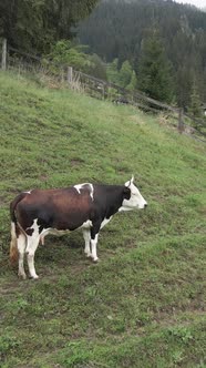 Ukraine Carpathians Cow in the Mountains