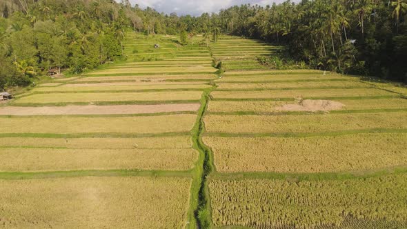 Rice Fields with Agricultural Land in Indonesia