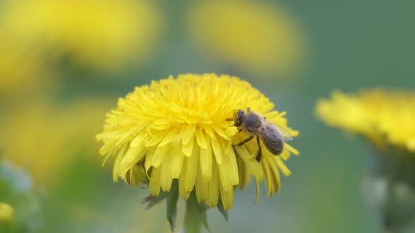 Honey Bee Gathering Nectar on Yellow Dandelion Flowers Blooming on Summer Meadow in Green Sunny