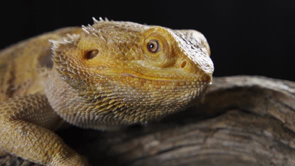 Pogona Vitticeps Bearded Dragon Macro