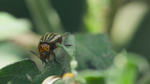 Leptinotarsa Decemlineata