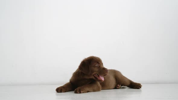 SLOW MOTION: Little Brown Labrador Puppy Lying On White Floor At Home