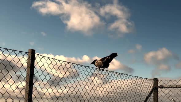 Crow leaping of fence in slow motion