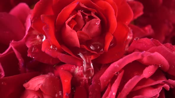 Falling drops of water on the buds of red roses.