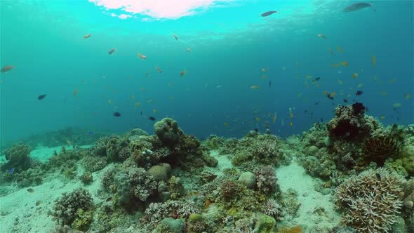 Coral Reef with Fish Underwater