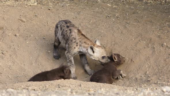 Playful Spotted Hyena Cubs