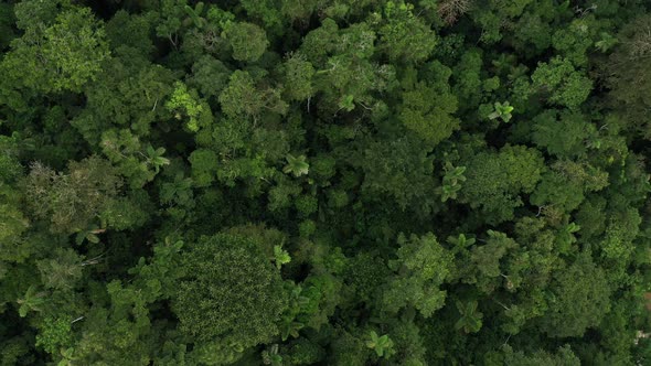 Top down view of a tropical forest in Ecuador, showing a rich biodiversity