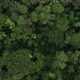 Top down view of a tropical forest in Ecuador, showing a rich biodiversity - VideoHive Item for Sale