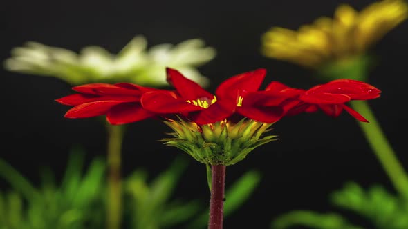 Gazania Flower Blossoming 10