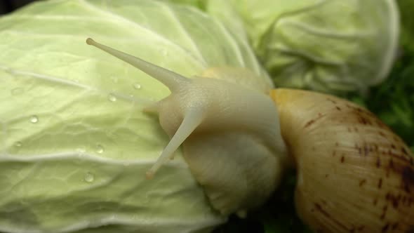 African giant snails