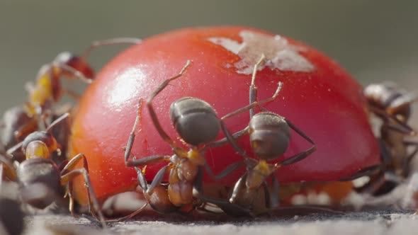 Ants Move The Rosehips Fruit
